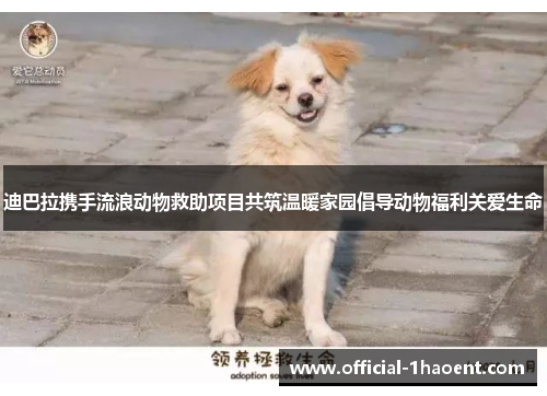 迪巴拉携手流浪动物救助项目共筑温暖家园倡导动物福利关爱生命